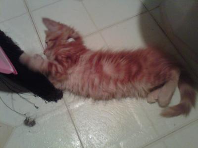 Ginger