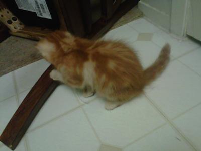 Ginger