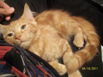 Ginger