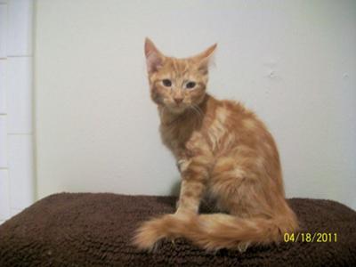 Ginger