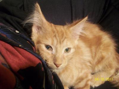 Ginger
