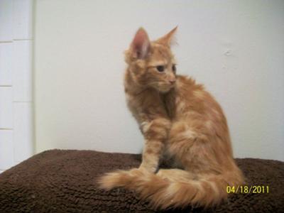 Ginger
