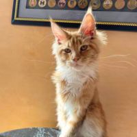 Percy ginger with white coonie kitten