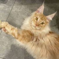 Karrot ginger with big ear tufts