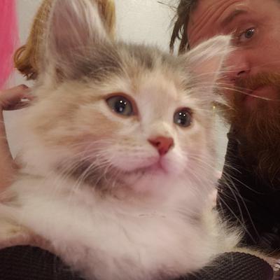 Ginger cute young fuzzy calico kitten