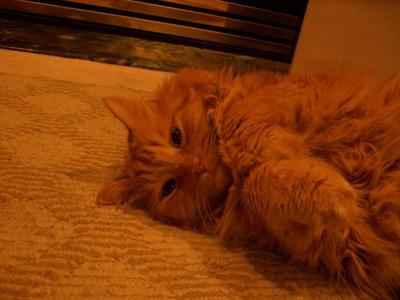 Ginger
