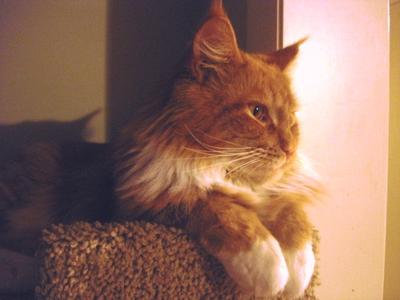 Gingersnap