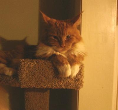 Gingersnap