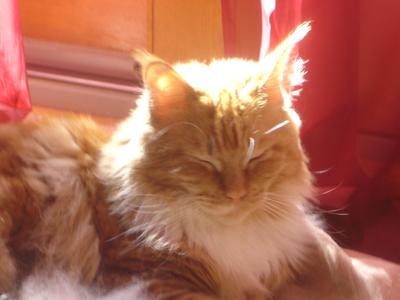 Gingersnap