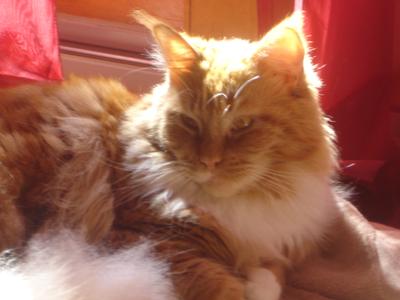 Gingersnap