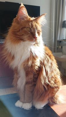 purebred female red and white maine coon in glowing sunshine.