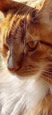 purebred female red and white maine coon face closeup in glowing sunshine.