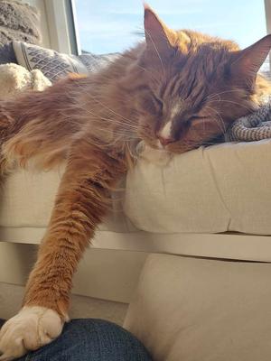 purebred female red and white maine coon napping with paw outstretched in glowing sunshine.
