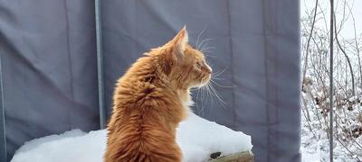 red female maine coon outside snow.