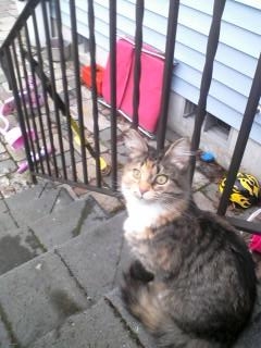 Sweet Girl