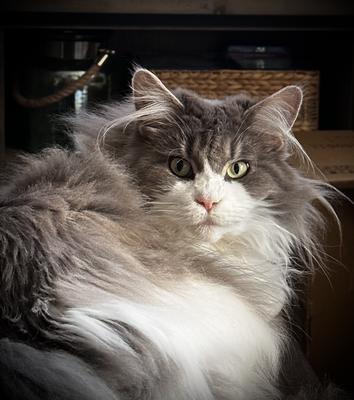 Giselle gray and white maine coon cat giselle