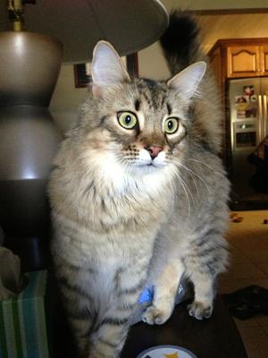 Gizmo