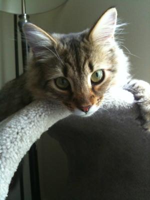 Gizmo