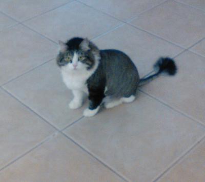 Gizmo