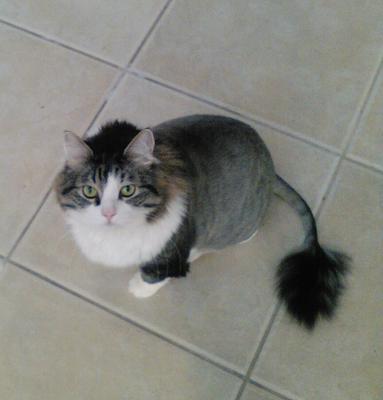 Gizmo