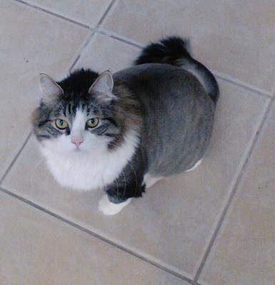 Gizmo
