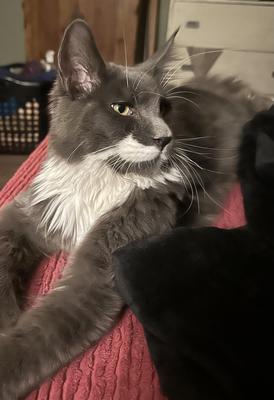 grey and white maine coon cat