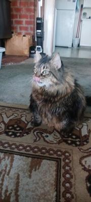 fluffy brown maine coon sitting on a coffee table with tongue out.