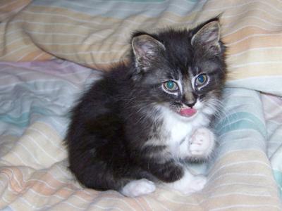 Gracie!