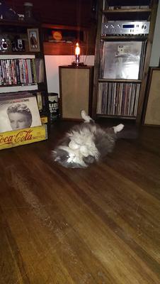 Gracie