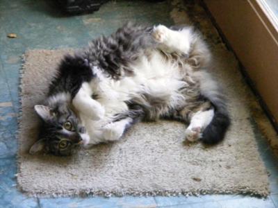 Gracie loves catnip!