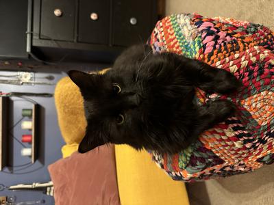 pure black cat on a crocheted ottoman
