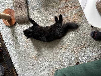 pure black cat stretched out on a carpeted floor