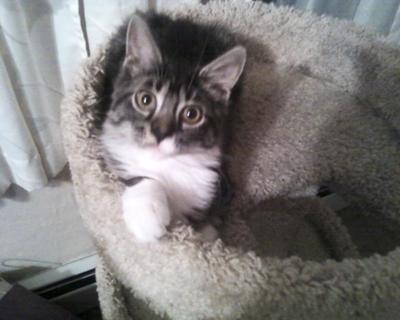 Gracie's baby pic...first day a home.