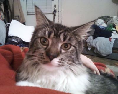Gracie at a year old