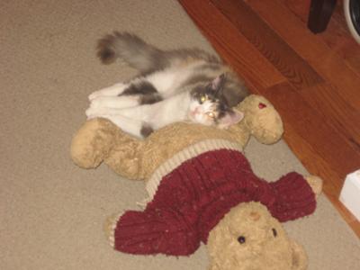 Gracie