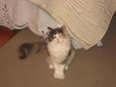 Gracie