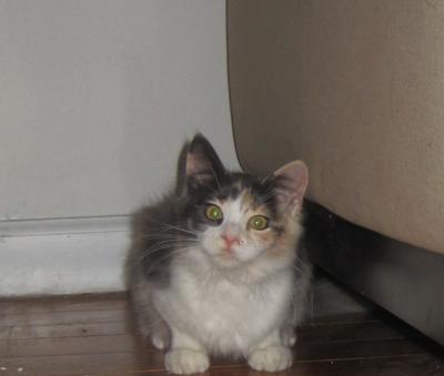 Gracie