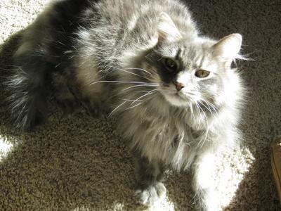 Jezebel gray kitty jezebel