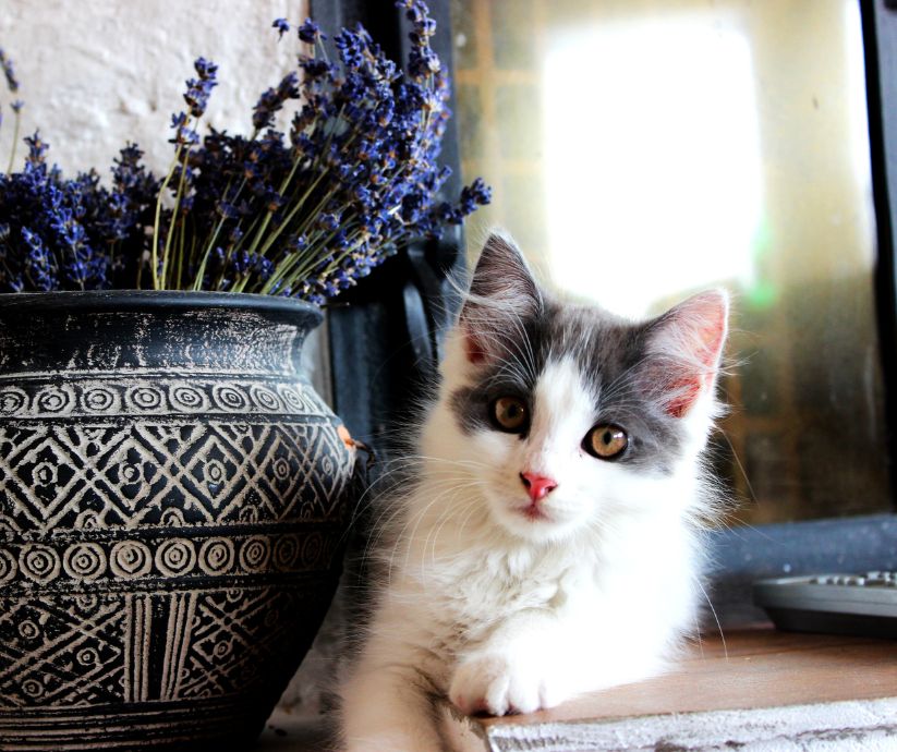 Youngster young white and gray kitten next to a potted lavendar plant.