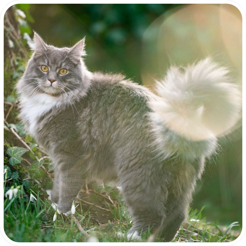 grey and white maine coon cat outdoors in grass