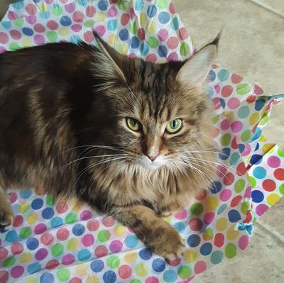 brown maine coon cat with green eyes and dark ear tufts.