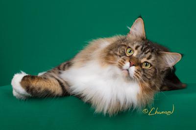 Guinness guinness the brown tabby maine coon on green background