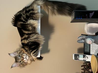 Gunny gorgeous brown tabby maine coon kitten with striking markings.