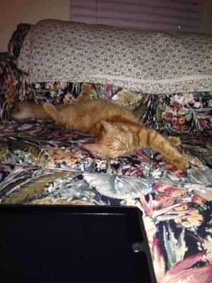 Hamish