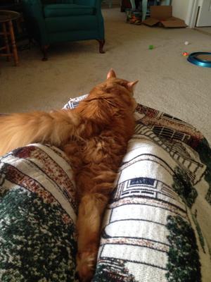 Hamish