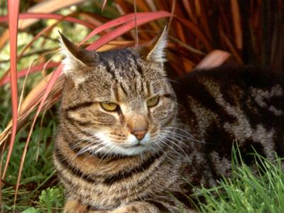 Hammingway brown tabby shorthair cat in the grass