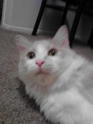 Handsome Prince white and buff kitty