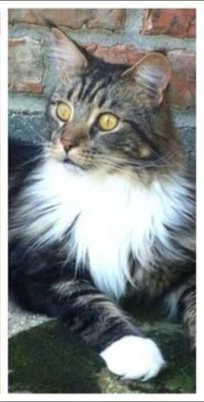 Tboog brown tabby with white maine coon cat posing