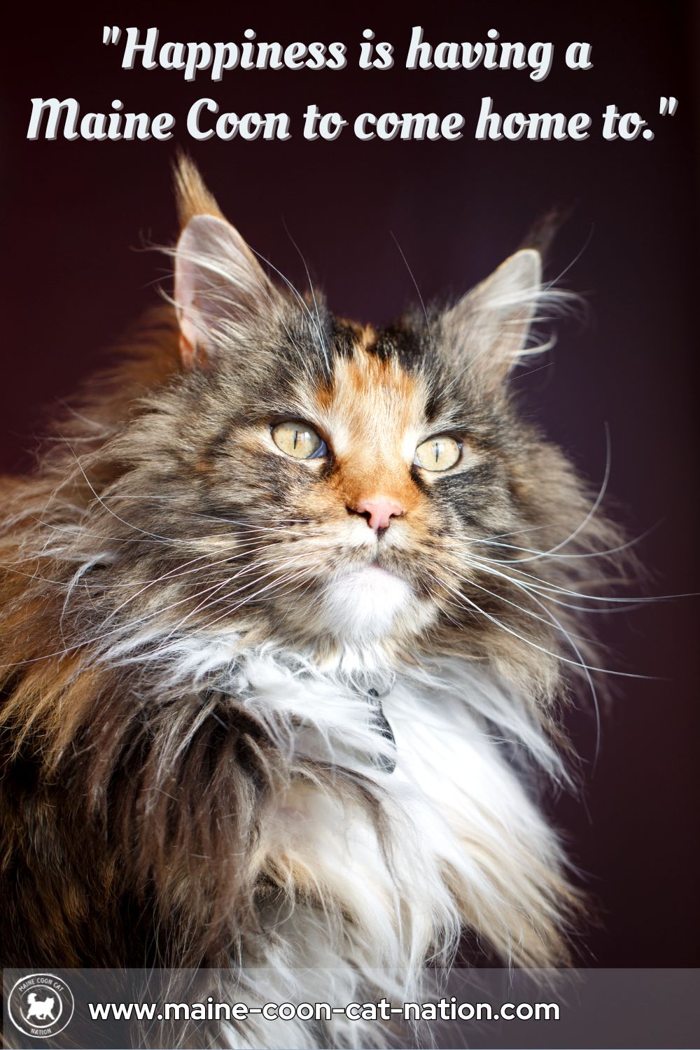 the secret to happiness is a maine coon cat quote