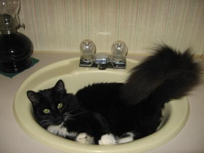 Harley barely fits in this sink Harley barely fits in this sink